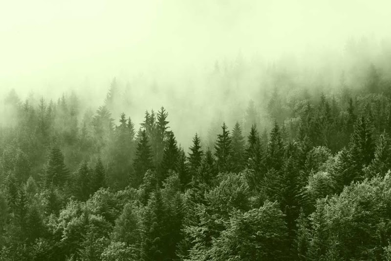 Evergreen Law Group, LLC